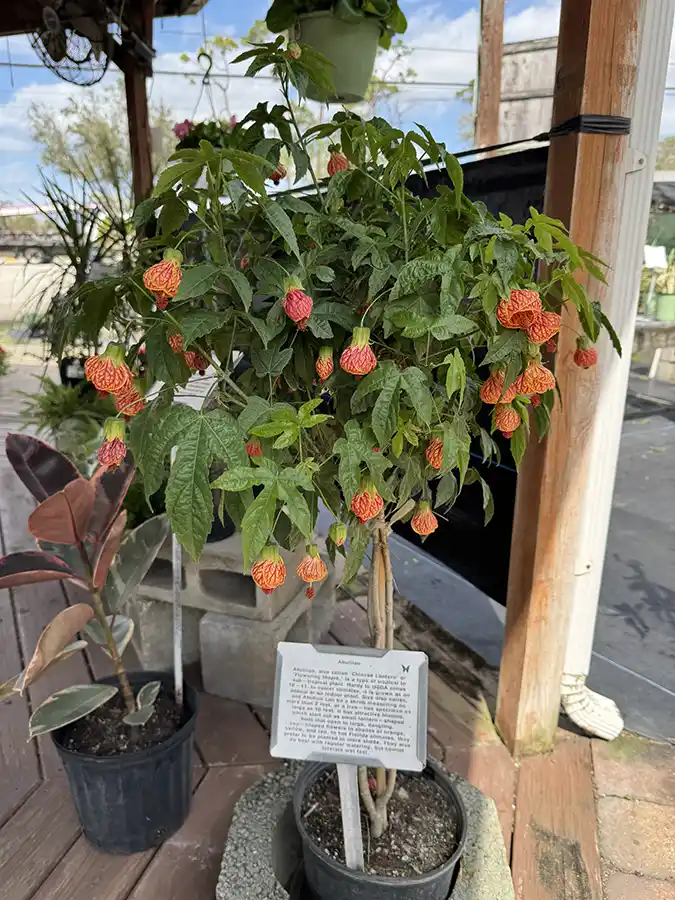 Abutilon