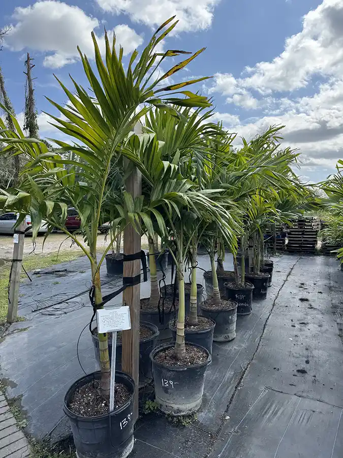 Adonidia Palm