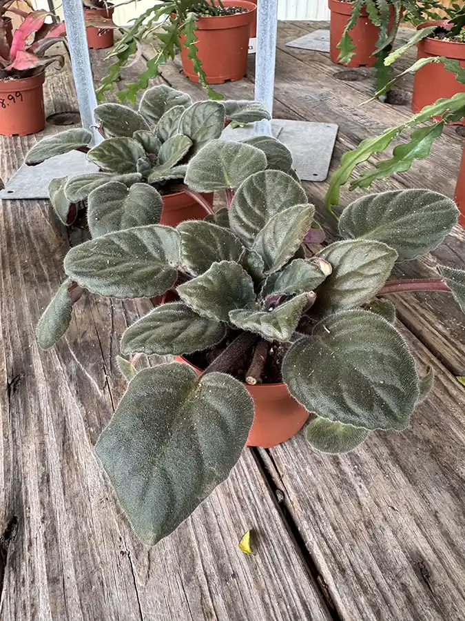 African Violet