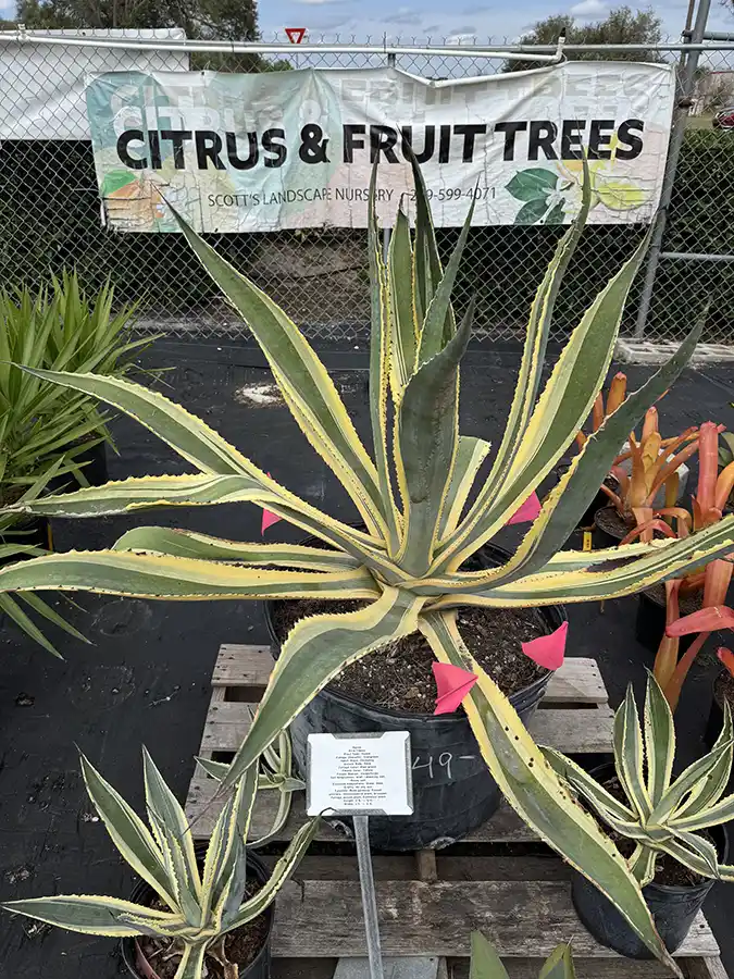 Agave Blue Flame