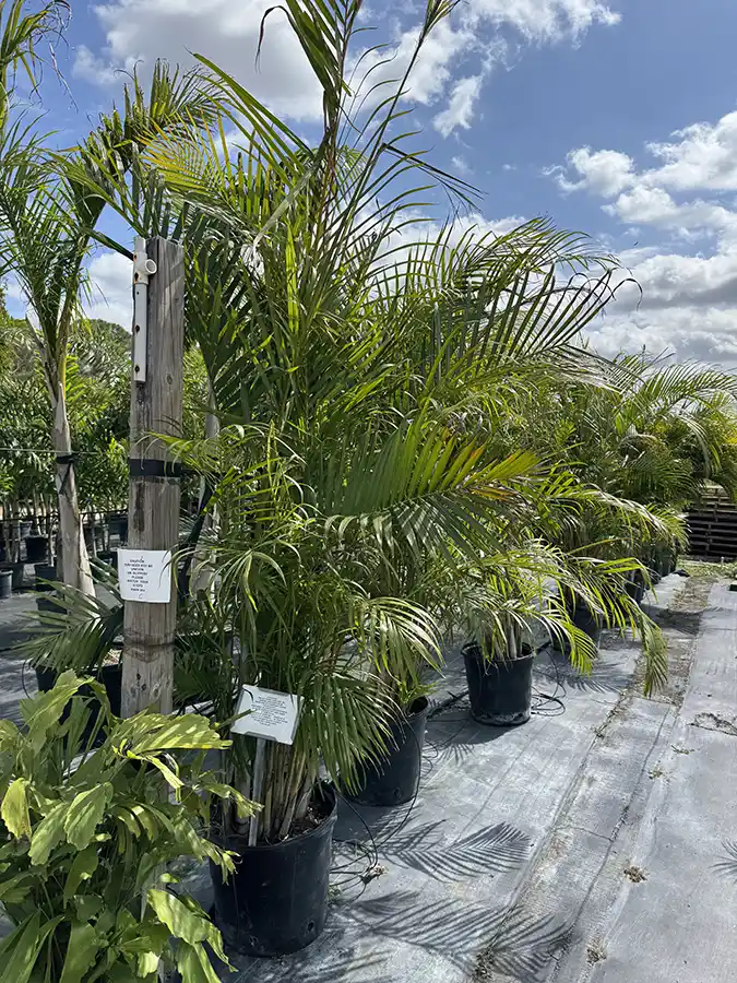 Areca Palm