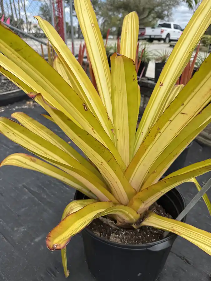 Blanchetiana Goldmine