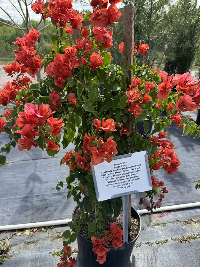 Bougainvillea (James Walker)