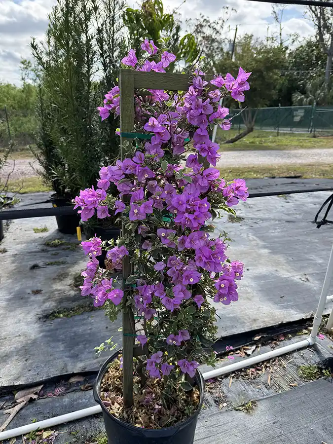 Bougainvillea (Blueberry Ice)