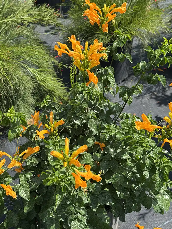 Cape Honeysuckle
