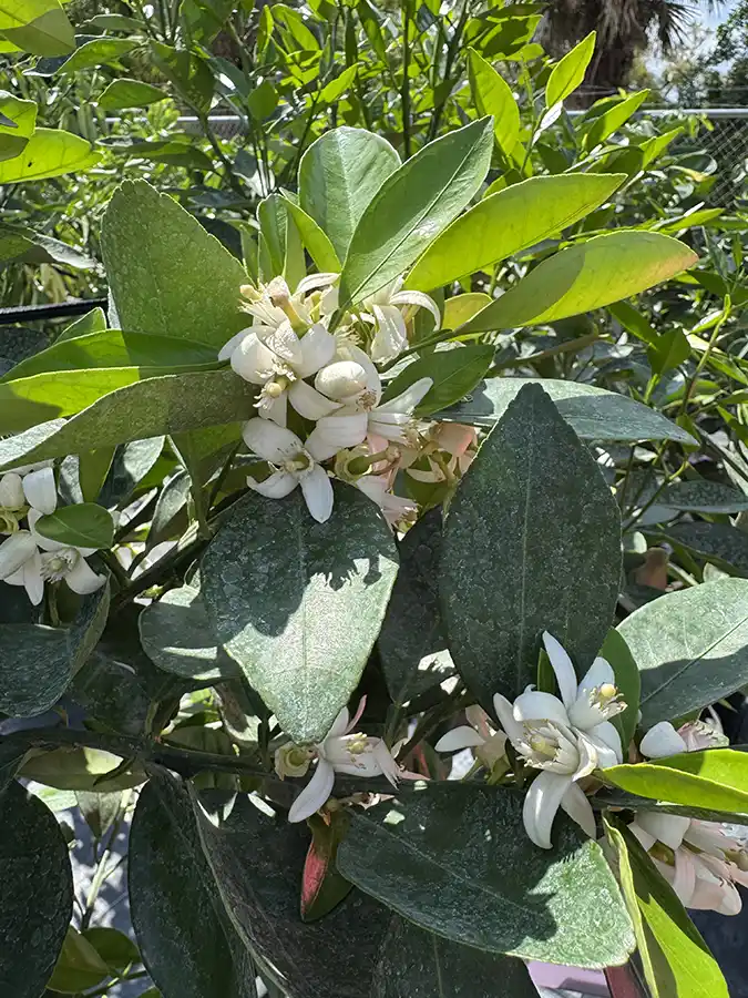 Citrus Valencia Orange