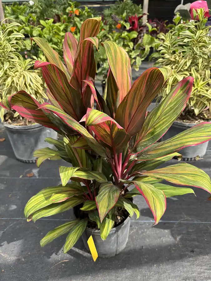 Cordyline Harlequin