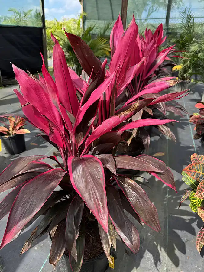 Cordyline Red Sister