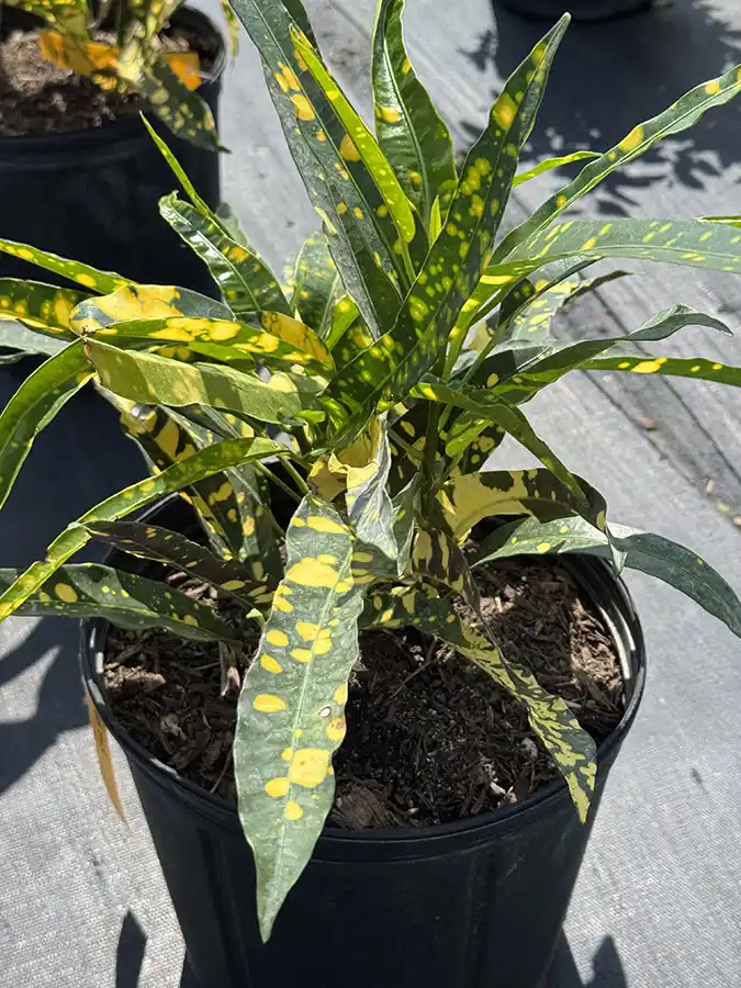 Croton