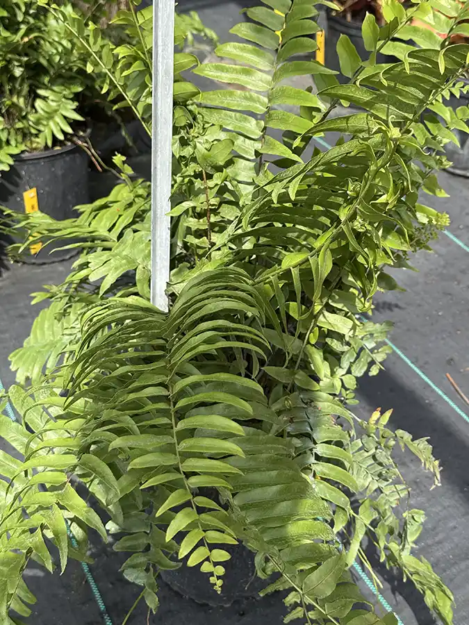 Fern Macho