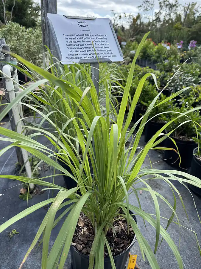 Grass Lemon