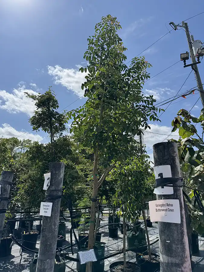 Gumbo Limbo