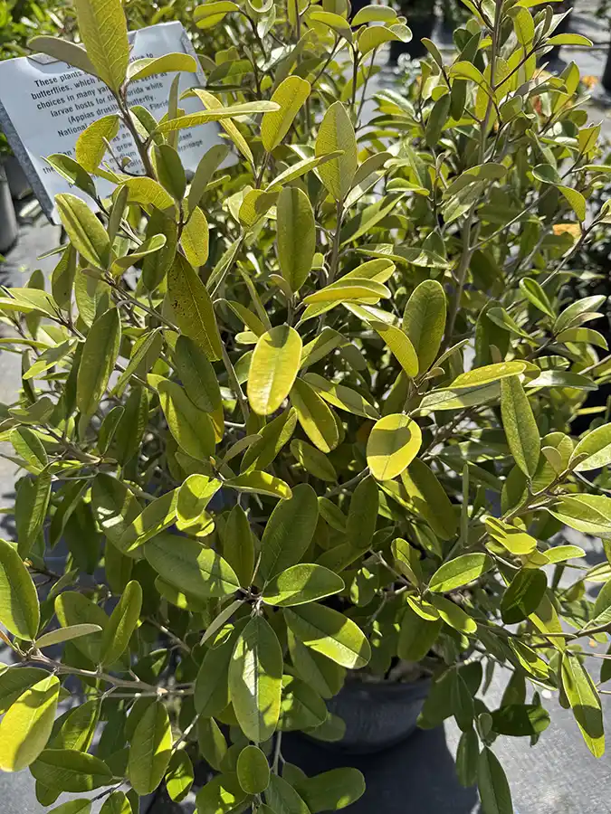 Jamaica Caper