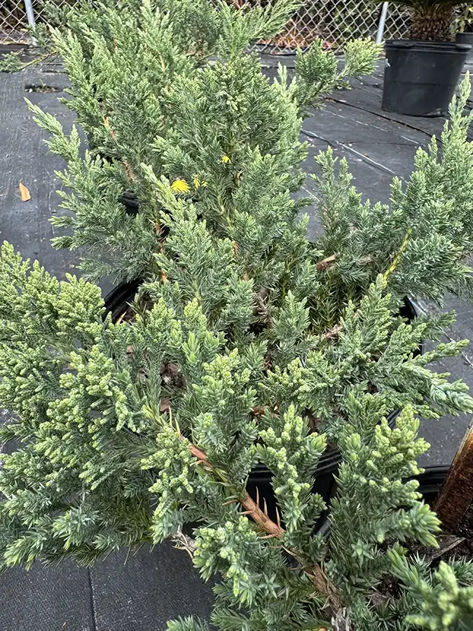 Juniper Parsoni