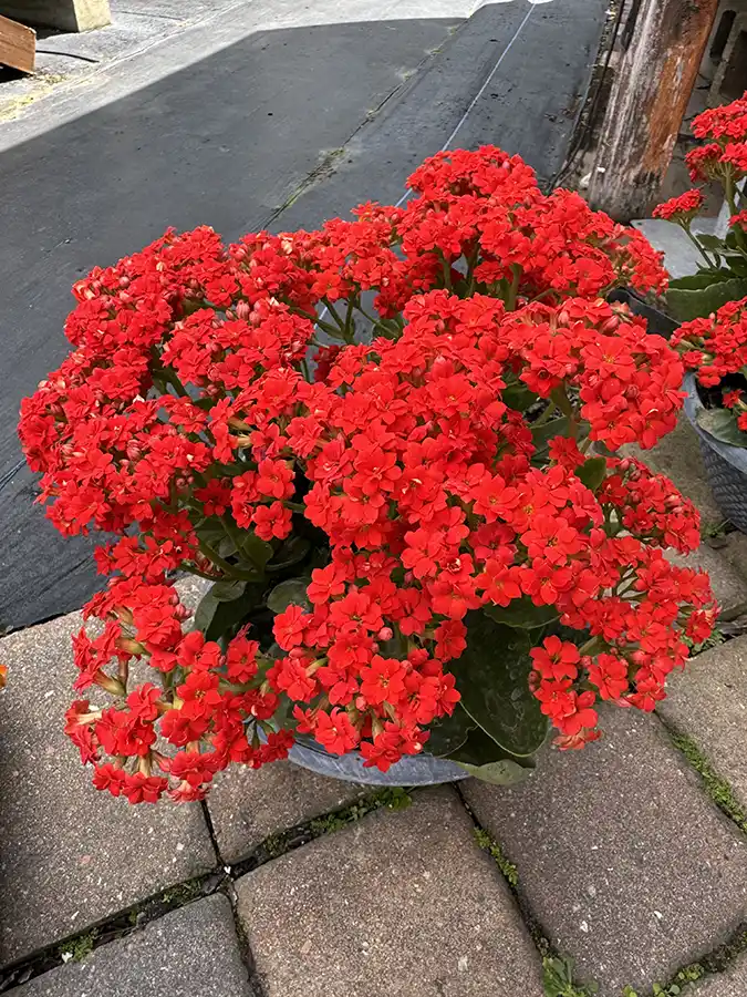 Kalanchoe