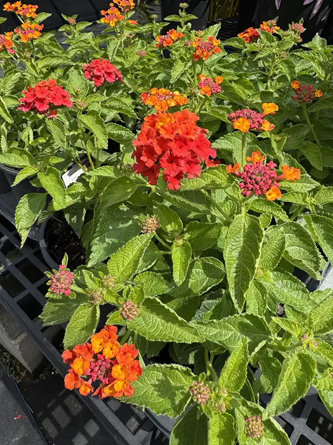 Lantana