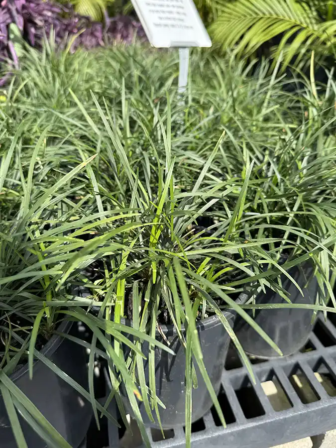 Mondo Grass