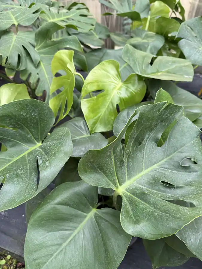 Monstera Deliciosa