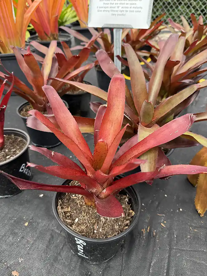 Neoregelia Brazil