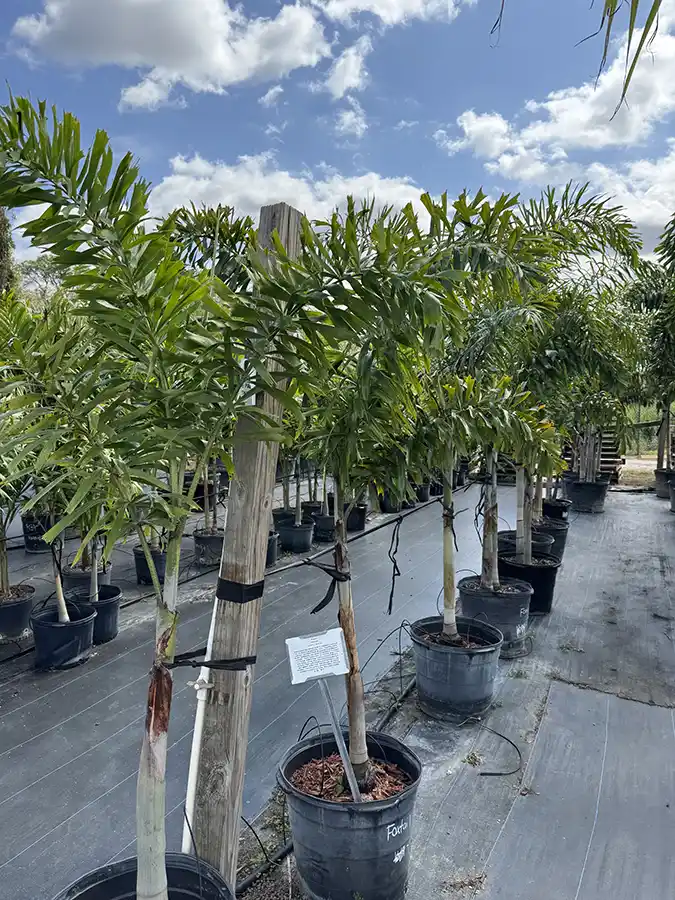 Palm Foxtail