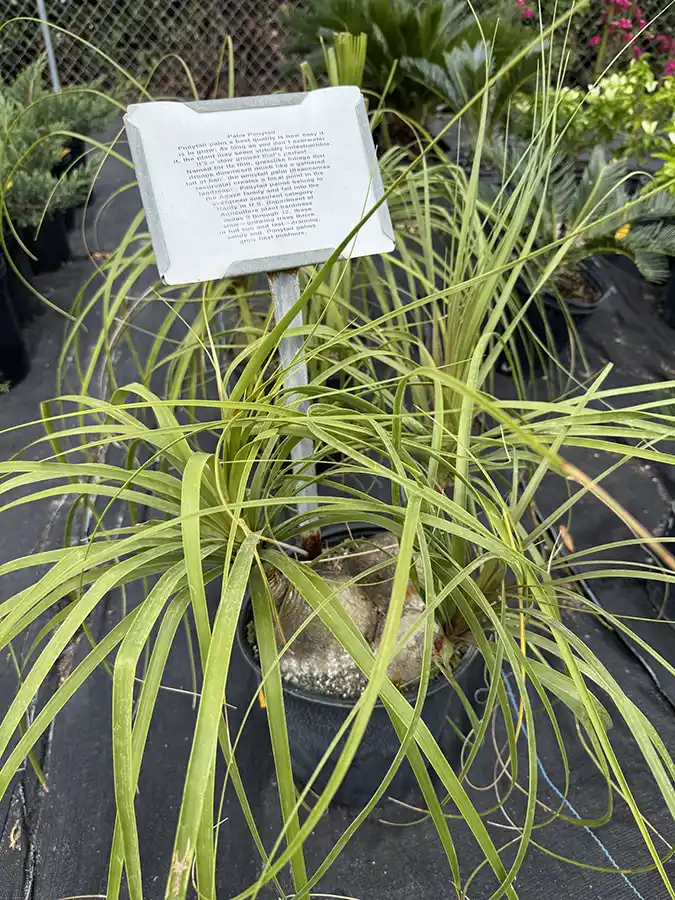 Palm Ponytail