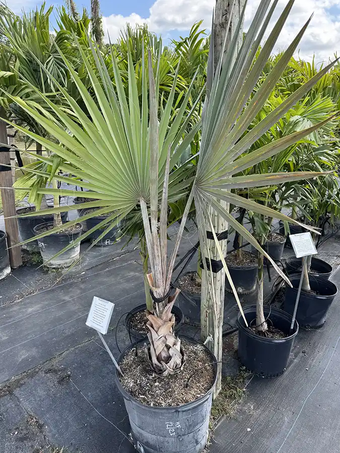 Palm Silver Bismarck