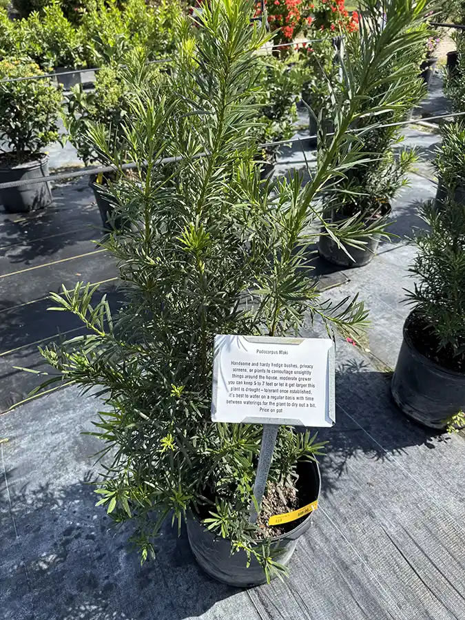 Podocarpus Maki