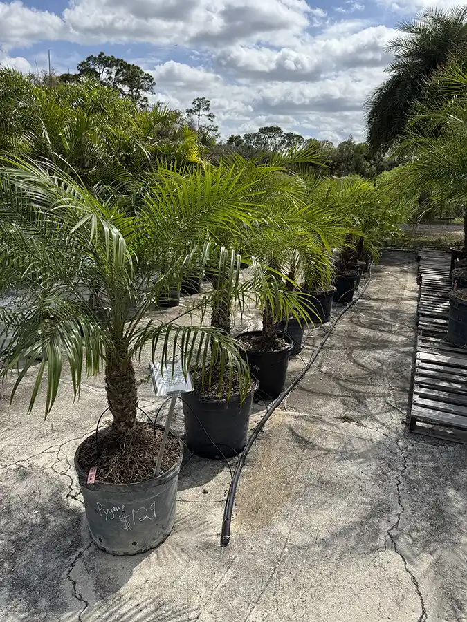 Pygmy Date Palm