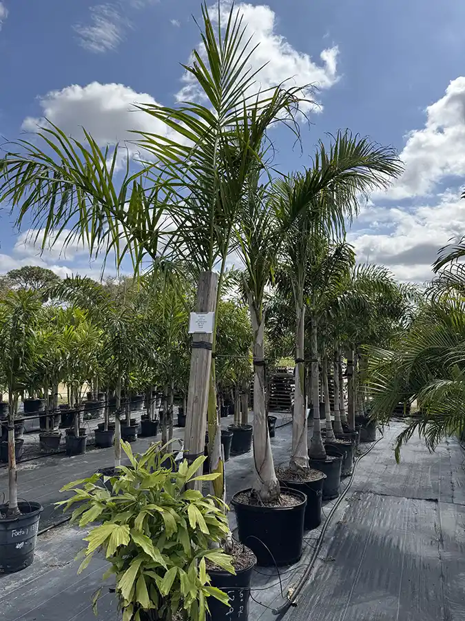 Royal Palm