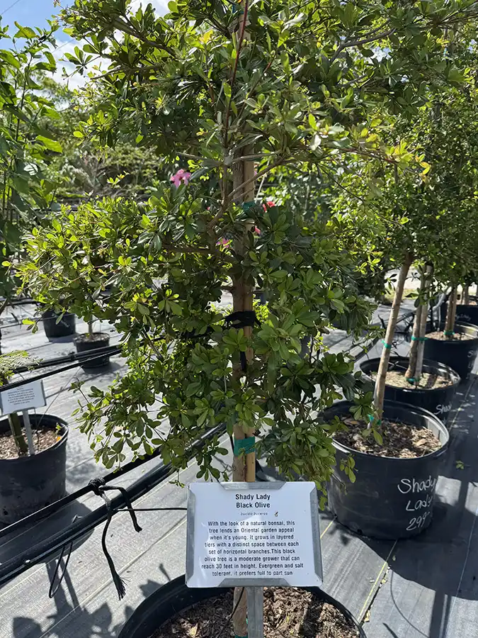 Shady Lady Black Olive