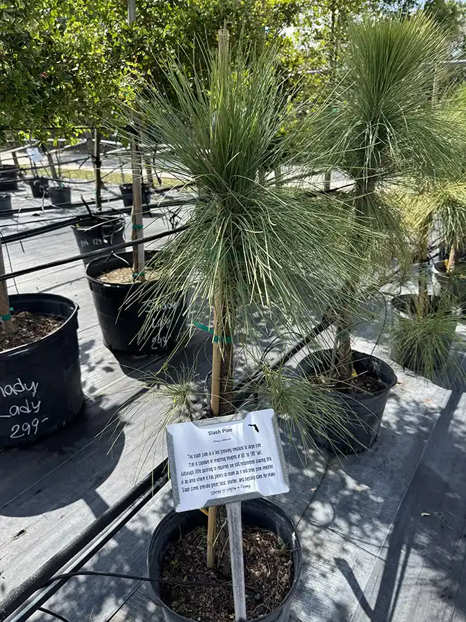 Slash Pine