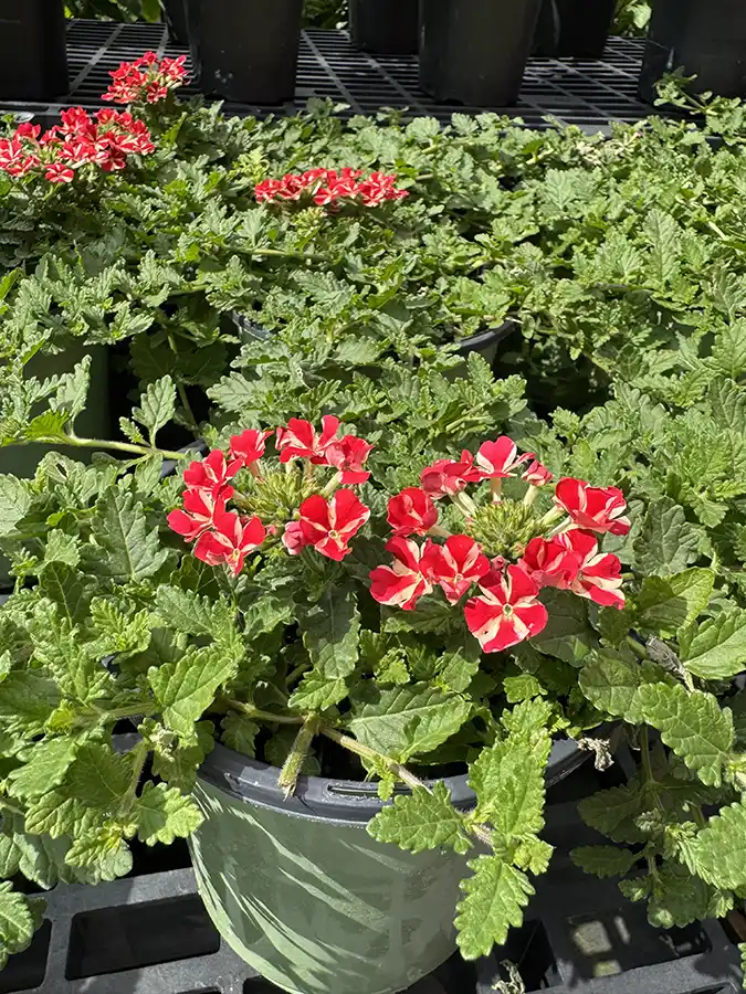Verbena