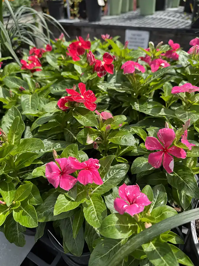 Vinca