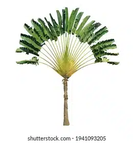 Travelers Tree